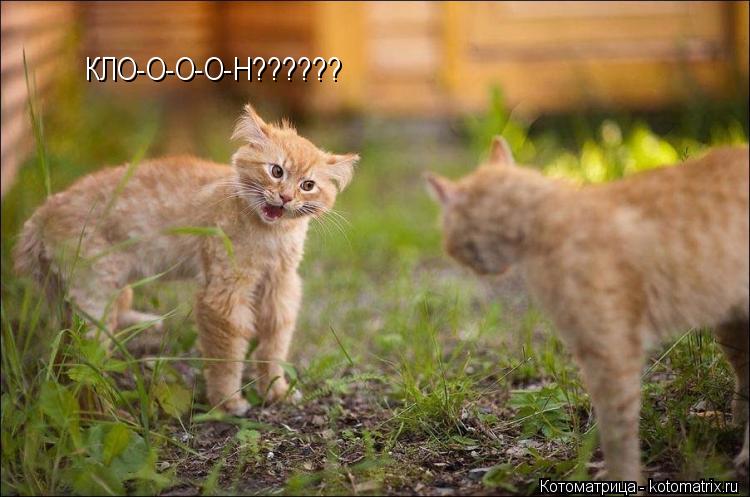 КЛО-О-О-О-Н??????... Котоматрица: КЛО-О-О-О-Н??????