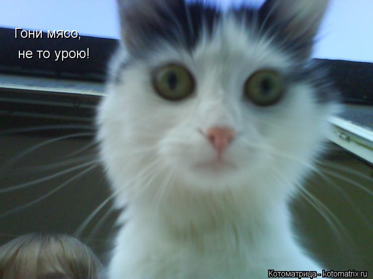 Гони мясо, не то урою!... Котоматрица: Гони мясо, не то урою!