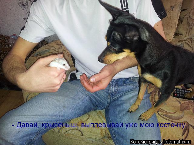 - Давай, крысеныш, выплевывай уже мою косточку.... Котоматрица: - Давай, крысеныш, выплевывай уже мою косточку.