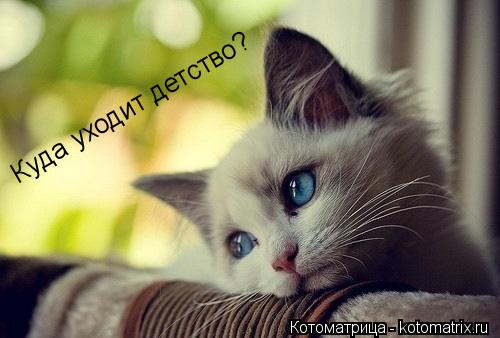 Куда уходит детство?... Котоматрица: Куда уходит детство?