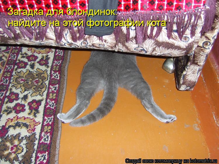 Загадка для блондинок: найдите на этой фотографии кота... Котоматрица: Загадка для блондинок: найдите на этой фотографии кота