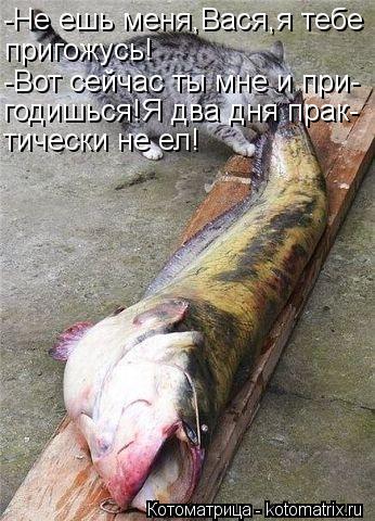 -Не ешь меня,Вася,я тебе пригожусь! -Вот сейчас ты мне и при- годишься!Я два дня прак- тически не ел!... Котоматрица: -Не ешь меня,Вася,я тебе пригожусь! -Вот сейчас ты мне и при- годишься!Я два дня прак- тически не ел!