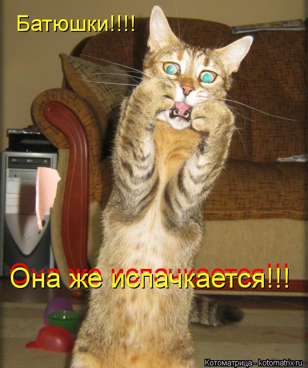Батюшки!!!! Она же испачкается!!! Она же испачкается!!!... Котоматрица: Батюшки!!!! Она же испачкается!!! Она же испачкается!!!