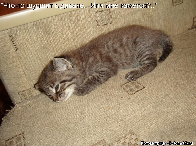 "Что-то шуршит в диване...Или мне кажется?.."... Котоматрица: "Что-то шуршит в диване...Или мне кажется?.."