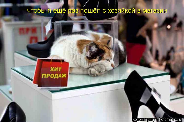 чтобы я ещё раз пошёл с хозяйкой в магазин... Котоматрица: чтобы я ещё раз пошёл с хозяйкой в магазин