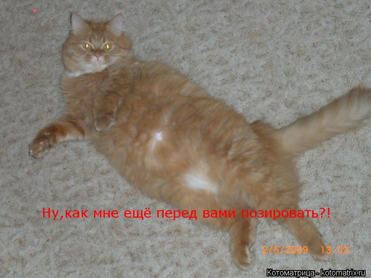 Котоматрица: Ну,как мне ещё перед вами позировать?!