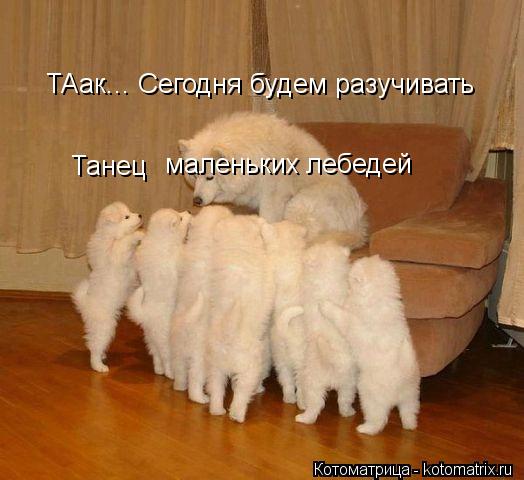 ТАак... Сегодня будем разучивать Танец маленьких лебедей... Котоматрица: ТАак... Сегодня будем разучивать Танец маленьких лебедей