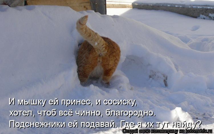 И мышку ей принес, и сосиску, хотел, чтоб всё чинно, благородно. Подснежники ей подавай. Где я их тут... Котоматрица: И мышку ей принес, и сосиску, хотел, чтоб всё чинно, благородно. Подснежники ей подавай. Где я их тут найду?