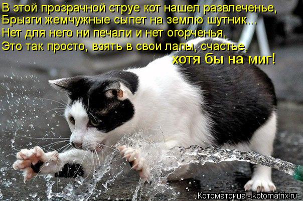 Котоматрица: В этой прозрачной струе кот нашел развлеченье, Брызги жемчужные сыпет на землю шутник… Нет для него ни печали и нет огорченья, Это так прос