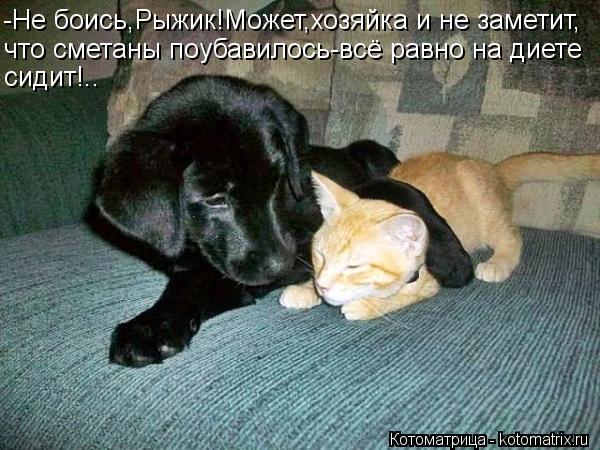 -Не боись,Рыжик!Может,хозяйка и не заметит, что сметаны поубавилось-всё равно на диете сидит!..... Котоматрица: -Не боись,Рыжик!Может,хозяйка и не заметит, что сметаны поубавилось-всё равно на диете сидит!..