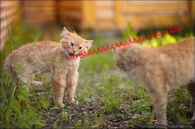 ЧУВАААААААААААААААААААААК!... Котоматрица: ЧУВАААААААААААААААААААААК!