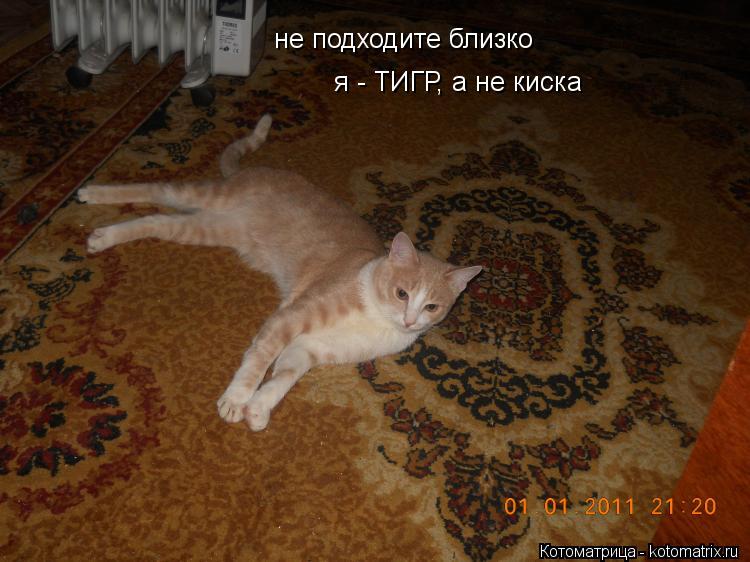 не подходите близко я - ТИГР, а не киска... Котоматрица: не подходите близко я - ТИГР, а не киска