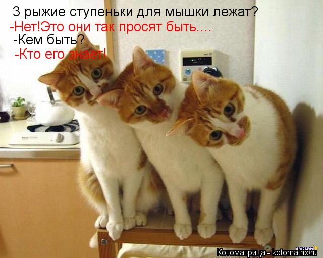 3 рыжие ступеньки для мышки лежат? -Нет!Это они так просят быть.... -Кем быть? -Кто его знает!... Котоматрица: 3 рыжие ступеньки для мышки лежат? -Нет!Это они так просят быть.... -Кем быть? -Кто его знает!