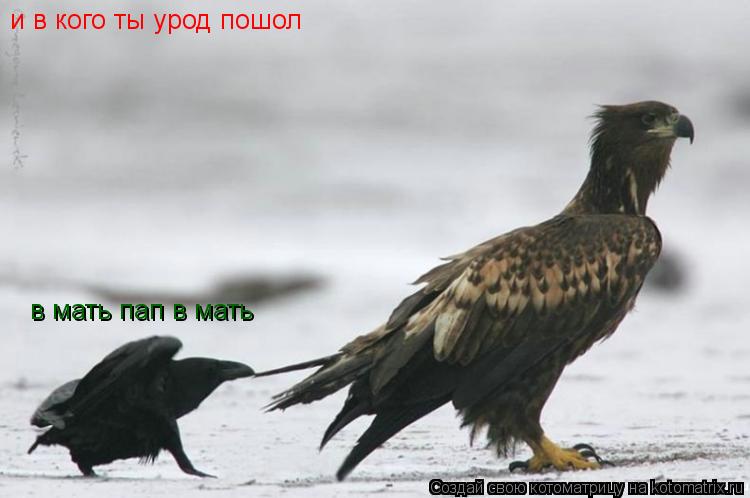 и в кого ты урод пошол в мать пап в мать... Котоматрица: и в кого ты урод пошол в мать пап в мать