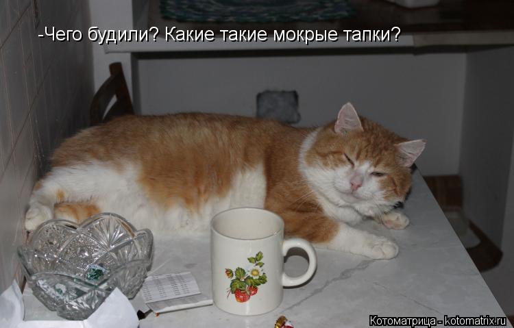-Чего будили? Какие такие мокрые тапки?... Котоматрица: -Чего будили? Какие такие мокрые тапки?
