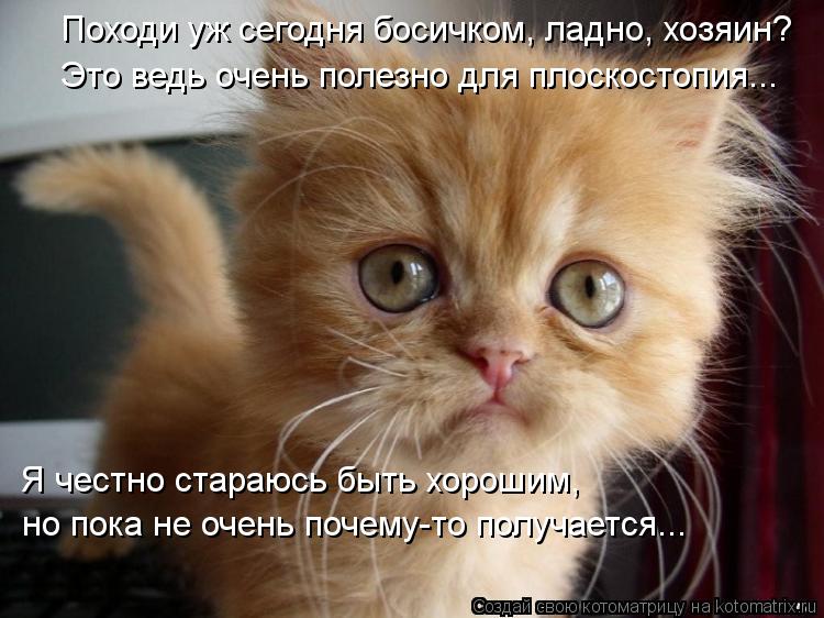 Походи уж сегодня босичком, ладно, хозяин? Это ведь очень полезно для плоскостопия... Я честно стараю... Котоматрица: Походи уж сегодня босичком, ладно, хозяин? Это ведь очень полезно для плоскостопия... Я честно стараюсь быть хорошим, но пока не очень почему