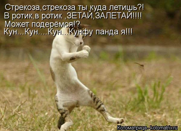 Стрекоза,стрекоза ты куда летишь?! В ротик,в ротик ,ЗЕТАЙ,ЗАЛЕТАЙ!!!! Может подерёмся!? Кун...Кун....... Котоматрица: Стрекоза,стрекоза ты куда летишь?! В ротик,в ротик ,ЗЕТАЙ,ЗАЛЕТАЙ!!!! Может подерёмся!? Кун...Кун....Кун...Кунфу панда я!!!