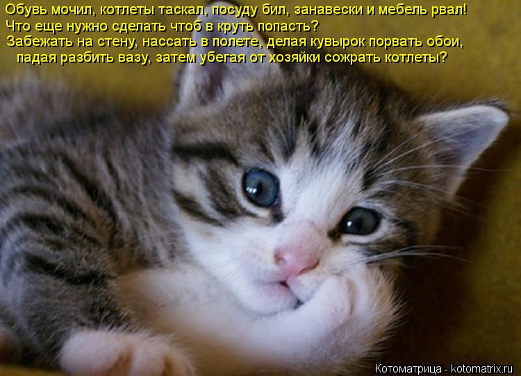 Обувь мочил, котлеты таскал, посуду бил, занавески и мебель рвал! Что еще нужно сделать чтоб в круть ... Котоматрица: Обувь мочил, котлеты таскал, посуду бил, занавески и мебель рвал! Что еще нужно сделать чтоб в круть попасть? Забежать на стену, нассать в пол
