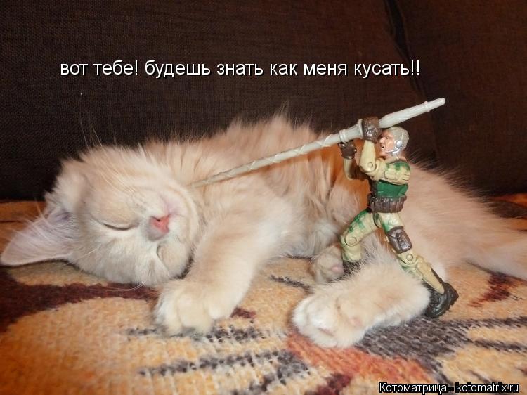 вот тебе! будешь знать как меня кусать!!... Котоматрица: вот тебе! будешь знать как меня кусать!!