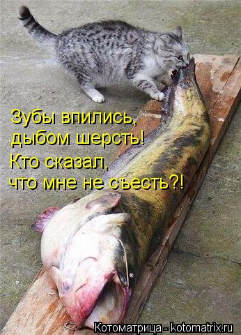Зубы впились, дыбом шерсть! Кто сказал, что мне не съесть?!... Котоматрица: Зубы впились, дыбом шерсть! Кто сказал, что мне не съесть?!