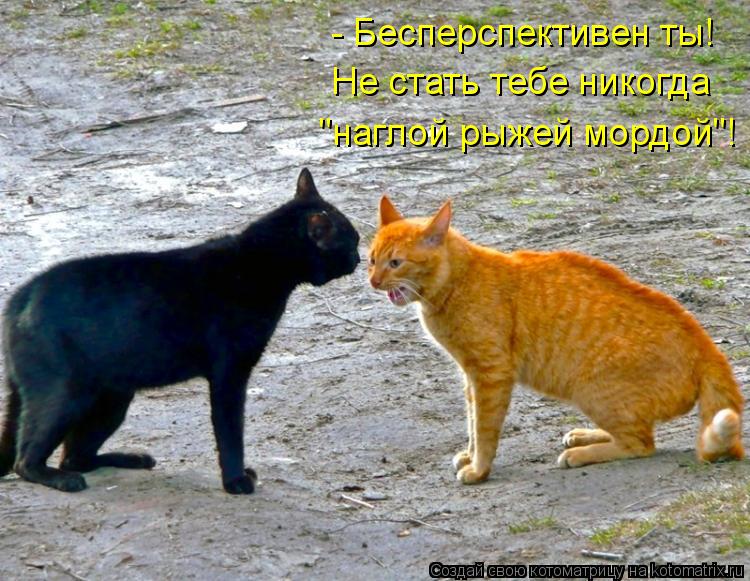 - Бесперспективен ты! Не стать тебе никогда "наглой рыжей мордой"!... Котоматрица: - Бесперспективен ты! Не стать тебе никогда "наглой рыжей мордой"!