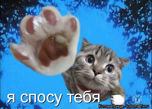 я спосу тебя... Котоматрица: я спосу тебя