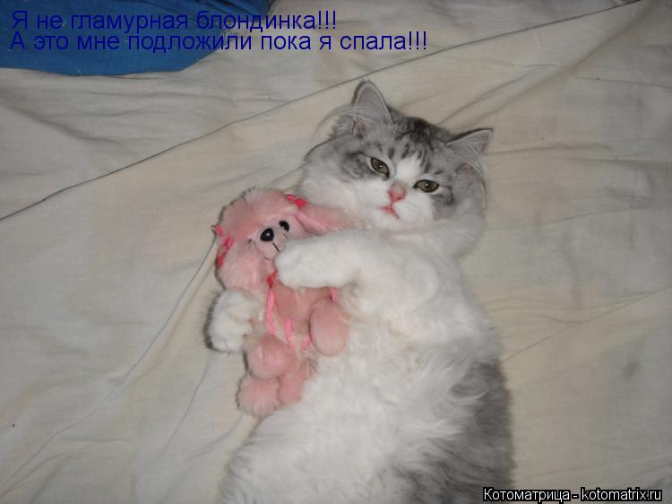 Я не гламурная блондинка!!! А это мне подложили пока я спала!!!... Котоматрица: Я не гламурная блондинка!!! А это мне подложили пока я спала!!!