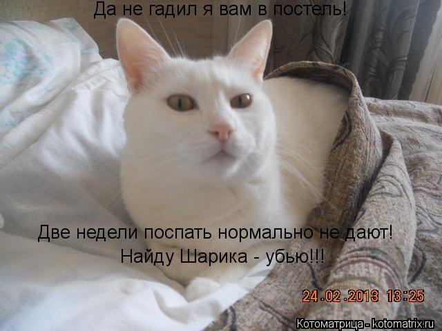 Да не гадил я вам в постель! Две недели поспать нормально не дают! Найду Шарика - убью!!!... Котоматрица: Да не гадил я вам в постель! Две недели поспать нормально не дают! Найду Шарика - убью!!!