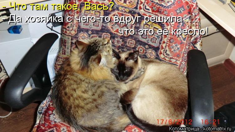 - Что там такое, Вась? - Да хозяйка с чего-то вдруг решила .... что это её кресло!... Котоматрица: - Что там такое, Вась? - Да хозяйка с чего-то вдруг решила .... что это её кресло!