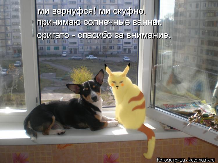 ми вернуфся! ми скуфно. принимаю солнечные ванны. оригато - спасибо за внимание.... Котоматрица: ми вернуфся! ми скуфно. принимаю солнечные ванны. оригато - спасибо за внимание.