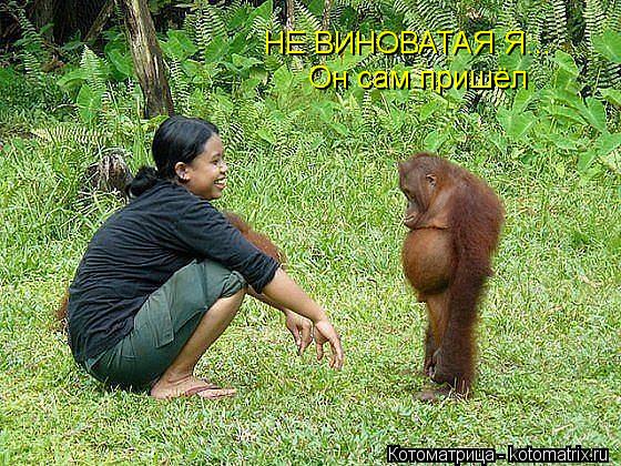 Он сам пришёл НЕ ВИНОВАТАЯ Я...... Котоматрица: Он сам пришёл НЕ ВИНОВАТАЯ Я...
