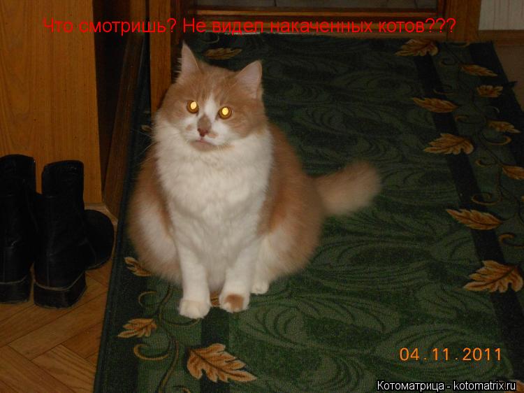Что смотришь? Не видел накаченных котов???... Котоматрица: Что смотришь? Не видел накаченных котов???