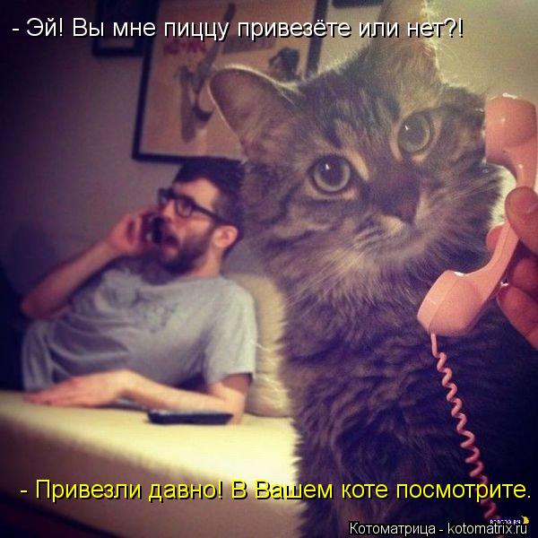 Котоматрица: - Эй! Вы мне пиццу привезёте или нет?! - Привезли давно! В Вашем коте посмотрите.