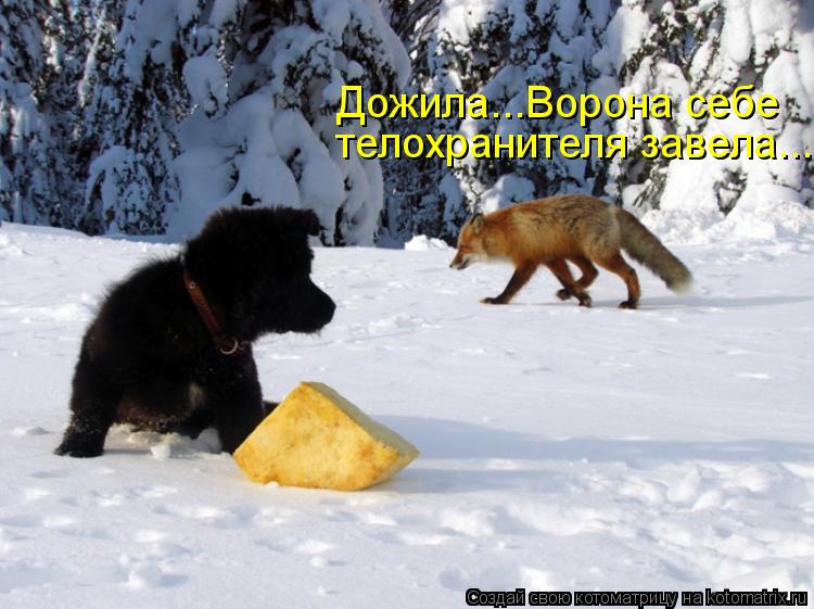 Дожила...Ворона себе телохранителя завела...... Котоматрица: Дожила...Ворона себе телохранителя завела...