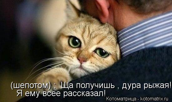 (шепотом) : Ща получишь , дура рыжая! Я ему всее рассказал!... Котоматрица: (шепотом) : Ща получишь , дура рыжая! Я ему всее рассказал!