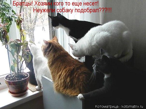 Братцы! Хозяин кого то еще несет! Неужели собаку подобрал???!!!... Котоматрица: Братцы! Хозяин кого то еще несет! Неужели собаку подобрал???!!!