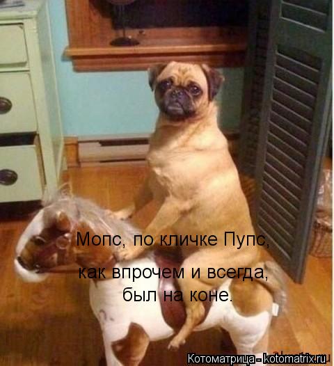 Мопс, по кличке Пупс, как впрочем и всегда, был на коне.... Котоматрица: Мопс, по кличке Пупс, как впрочем и всегда, был на коне.