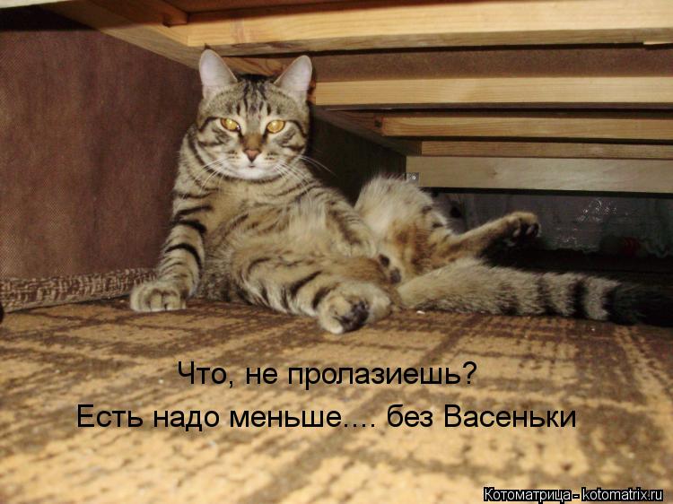 Что, не пролазиешь? Есть надо меньше.... без Васеньки... Котоматрица: Что, не пролазиешь? Есть надо меньше.... без Васеньки