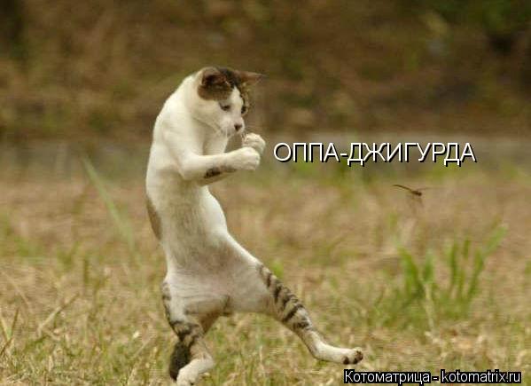 ОППА-ДЖИГУРДА... Котоматрица: ОППА-ДЖИГУРДА