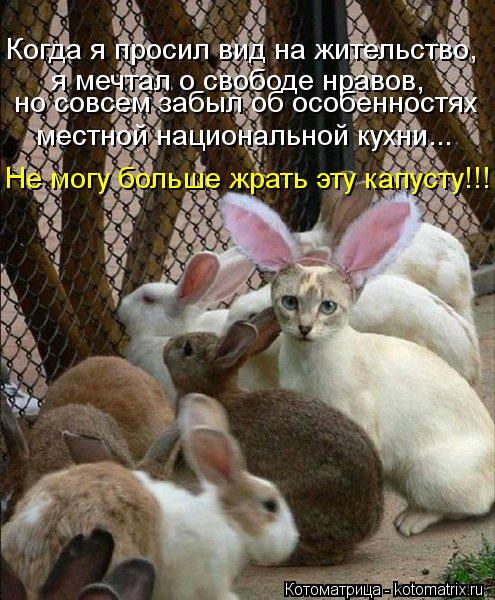 Когда я просил вид на жительство, я мечтал о свободе нравов, но совсем забыл об особенностях местной ... Котоматрица: Когда я просил вид на жительство, я мечтал о свободе нравов, но совсем забыл об особенностях местной национальной кухни... Не могу больше жра