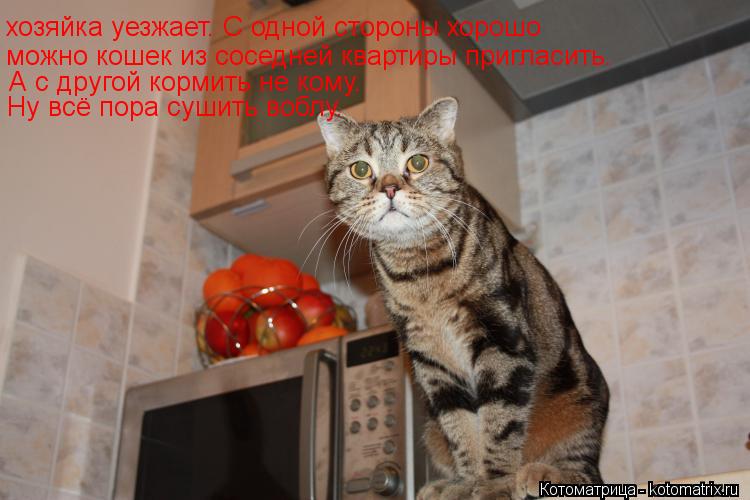 Котоматрица: хозяйка уезжает. С одной стороны хорошо можно кошек из соседней квартиры пригласить.  А с другой кормить не кому. Ну всё пора сушить воблу.