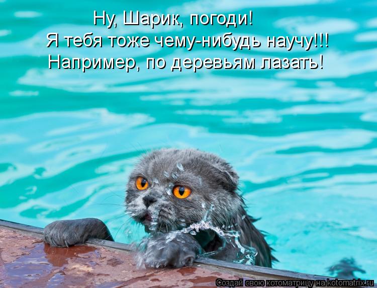 Я тебя тоже чему-нибудь научу!!! Например, по деревьям лазать! Ну, Шарик, погоди!... Котоматрица: Я тебя тоже чему-нибудь научу!!! Например, по деревьям лазать! Ну, Шарик, погоди!