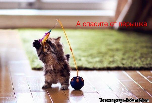 А спасите от пёрышка... Котоматрица: А спасите от пёрышка