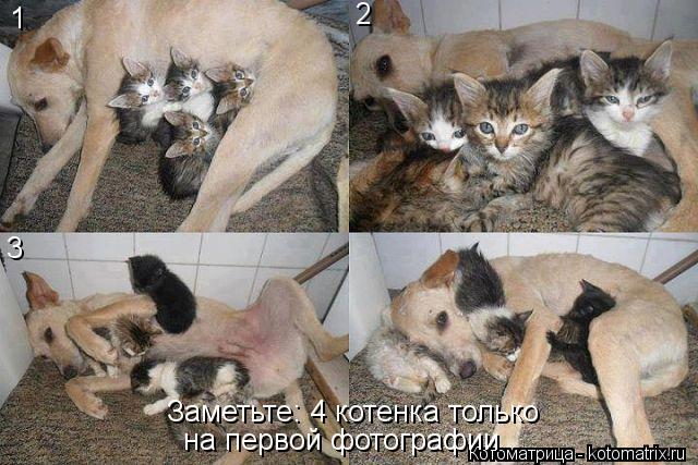 Заметьте: 4 котенка только на первой фотографии 1 2 3... Котоматрица: Заметьте: 4 котенка только на первой фотографии 1 2 3