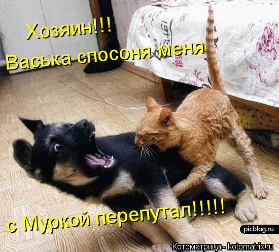 Васька спосоня меня Хозяин!!! с Муркой перепутал!!!!!... Котоматрица: Васька спосоня меня Хозяин!!! с Муркой перепутал!!!!!