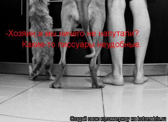 -Хозяин,а мы ничего не напутали? Какие-то писсуары неудобные.... Котоматрица: -Хозяин,а мы ничего не напутали? Какие-то писсуары неудобные.