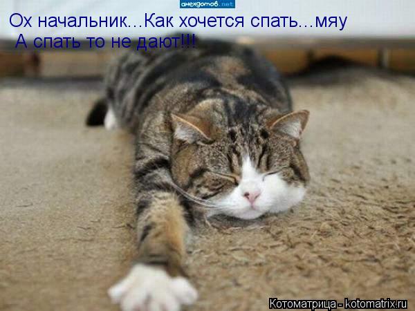 Ох начальник...Как хочется спать...мяу А спать то не дают!!!... Котоматрица: Ох начальник...Как хочется спать...мяу А спать то не дают!!!