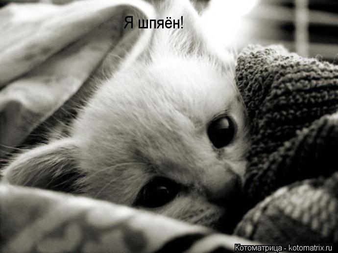 Я шпяён!... Котоматрица: Я шпяён!