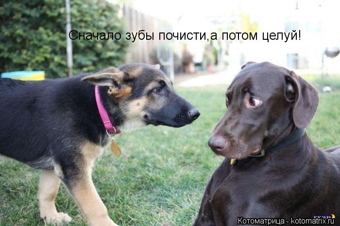 Сначало зубы почисти,а потом целуй!... Котоматрица: Сначало зубы почисти,а потом целуй!