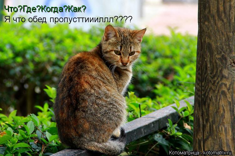 Что?Где?Когда?Как? Я что обед пропусттиииллл????... Котоматрица: Что?Где?Когда?Как? Я что обед пропусттиииллл????